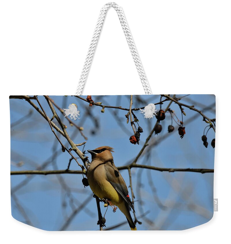  Weekender Tote Bag featuring the photograph Cedar Waxwing 2 by David Armstrong