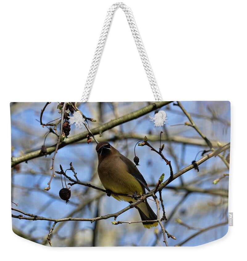  Weekender Tote Bag featuring the photograph Cedar Waxwing 3 by David Armstrong