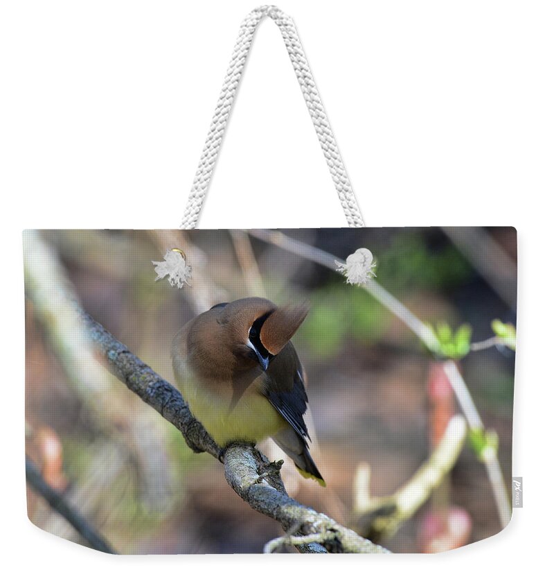  Weekender Tote Bag featuring the photograph Cedar Waxwing 6 by David Armstrong