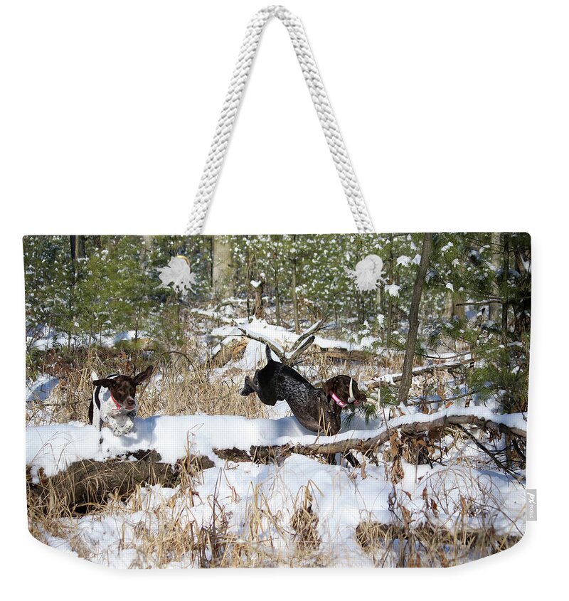 German Shorthaired Pointers Weekender Tote Bag featuring the photograph Chase with Shed Antler by Brook Burling