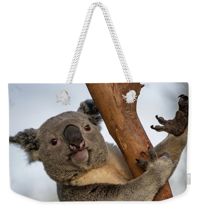 San Diego Zoo Weekender Tote Bag featuring the photograph Check My Mighty Claw by David Levin