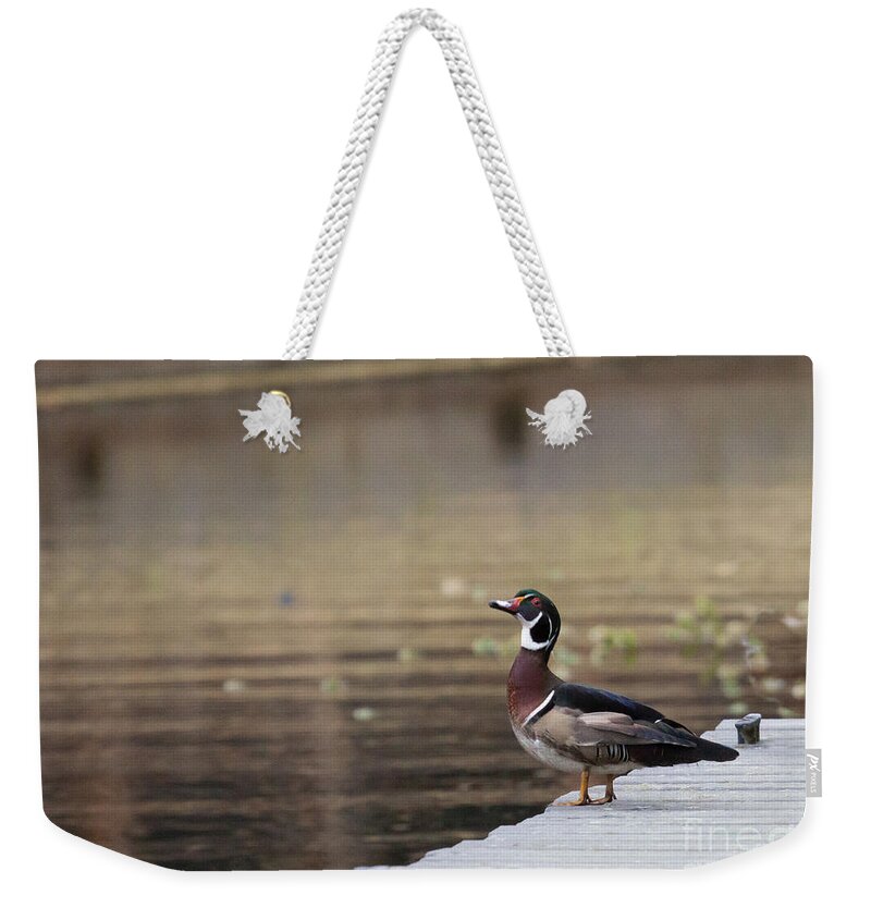 Wood Duck Weekender Tote Bag featuring the photograph Checking Me Out by Jayne Carney