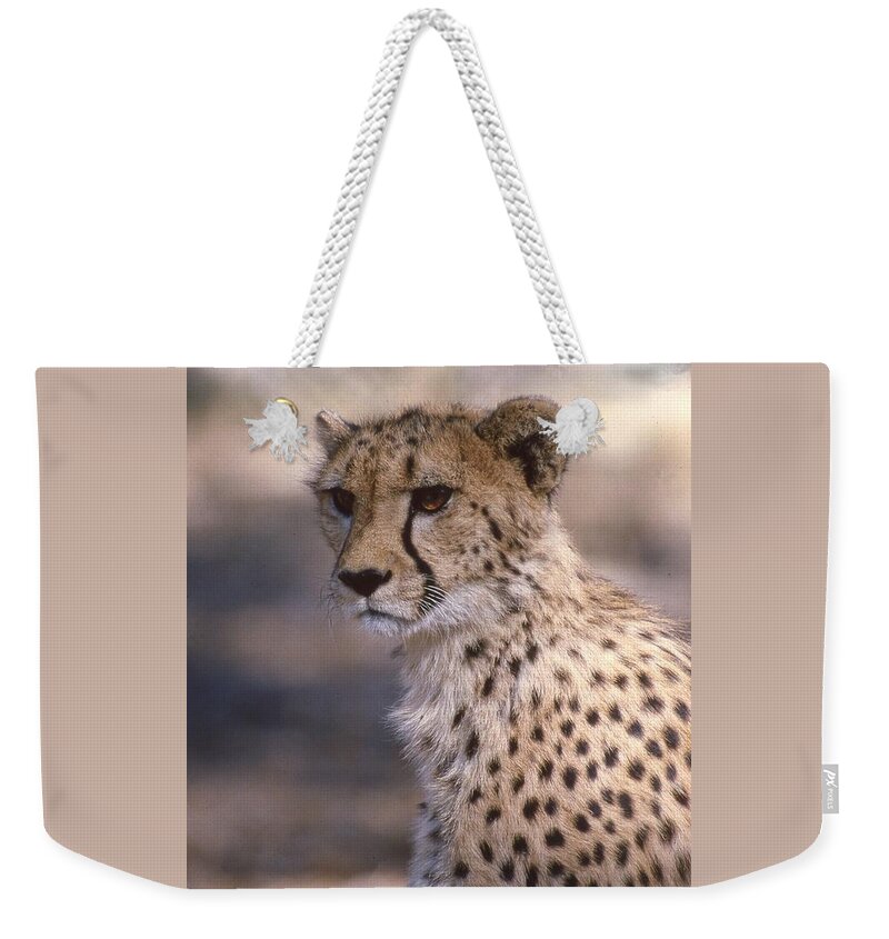 Cheetah Weekender Tote Bag featuring the photograph Cheetah Staring by Russel Considine