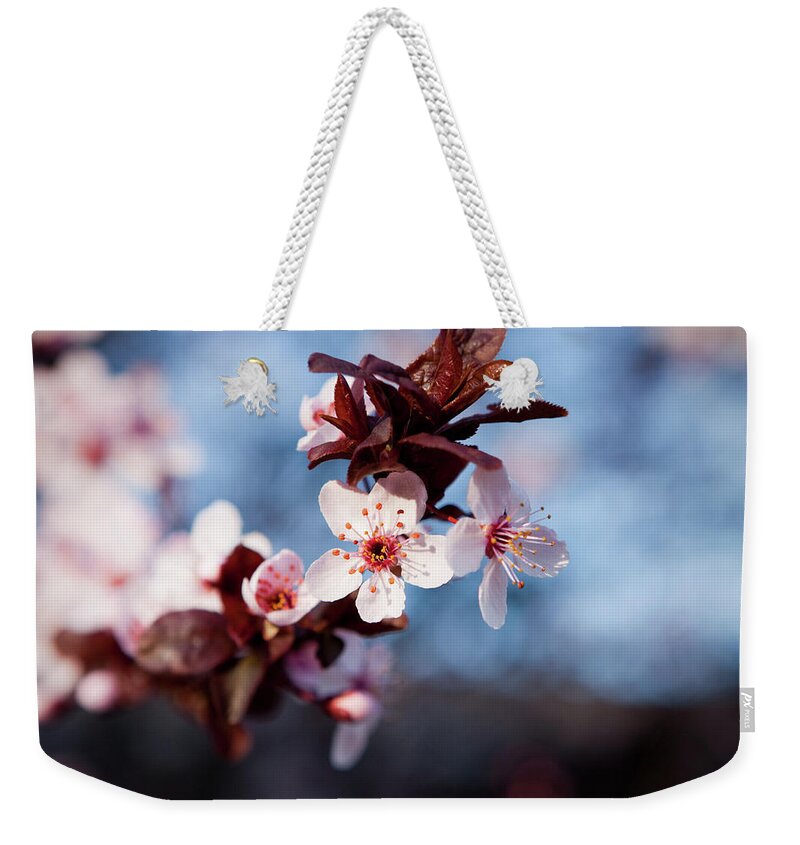 Pink Weekender Tote Bag featuring the photograph Cherry Blossoms and Blue Skies by Carolyn Ann Ryan