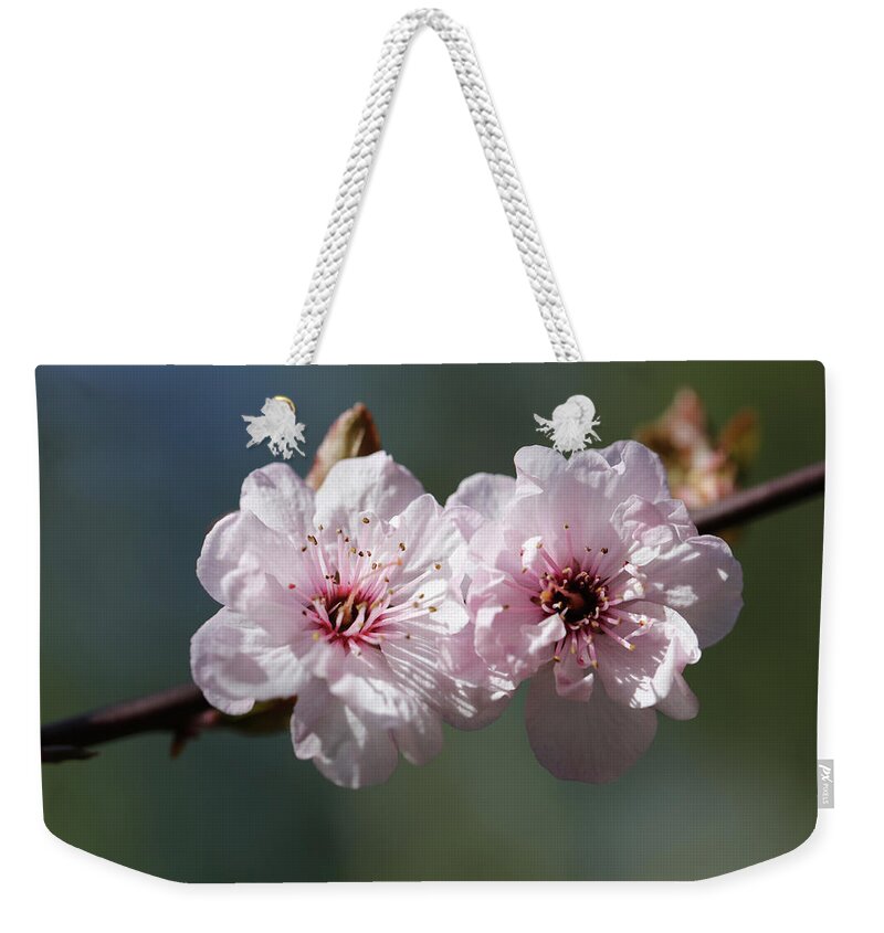 Plum Extract Weekender Tote Bag featuring the photograph Cherry Blossoms by Tammy Pool