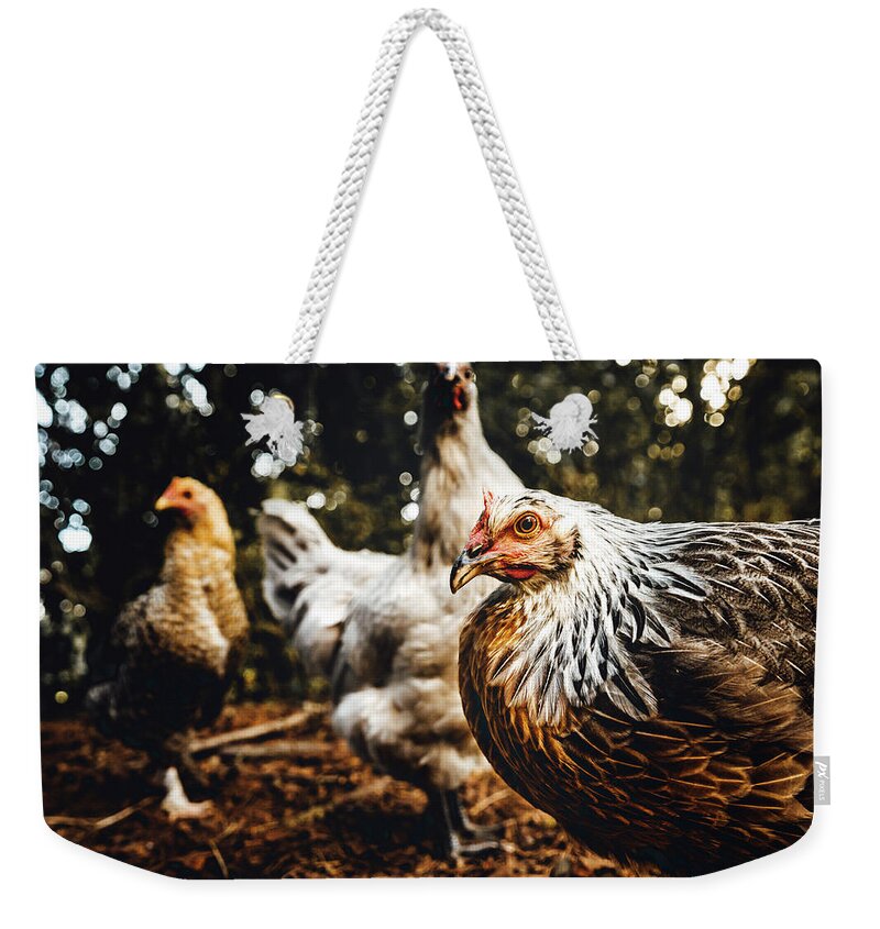 Chicken Weekender Tote Bag featuring the photograph Chicken Album Cover by Ada Weyland