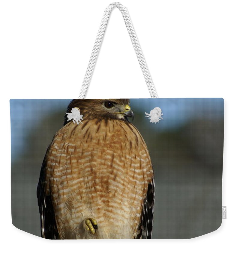  Weekender Tote Bag featuring the photograph Chilling Hawk by Heather E Harman