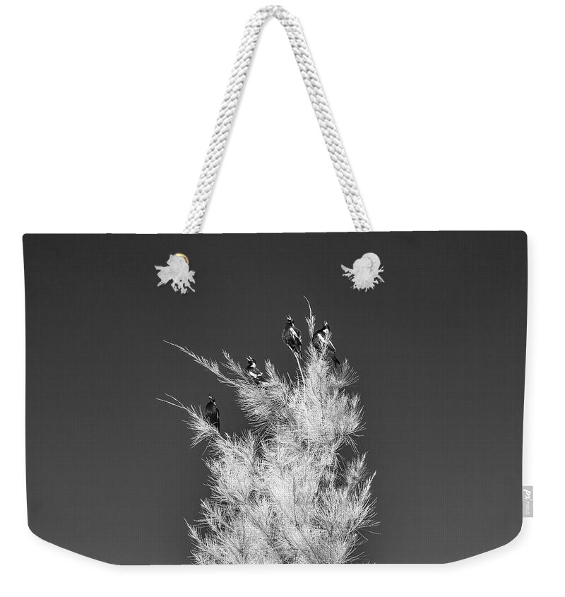 Black And White Weekender Tote Bag featuring the photograph Magpie Chorus by Ari Rex