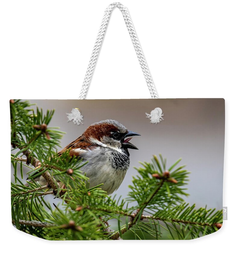 Bird Weekender Tote Bag featuring the photograph Chirp by Cathy Kovarik