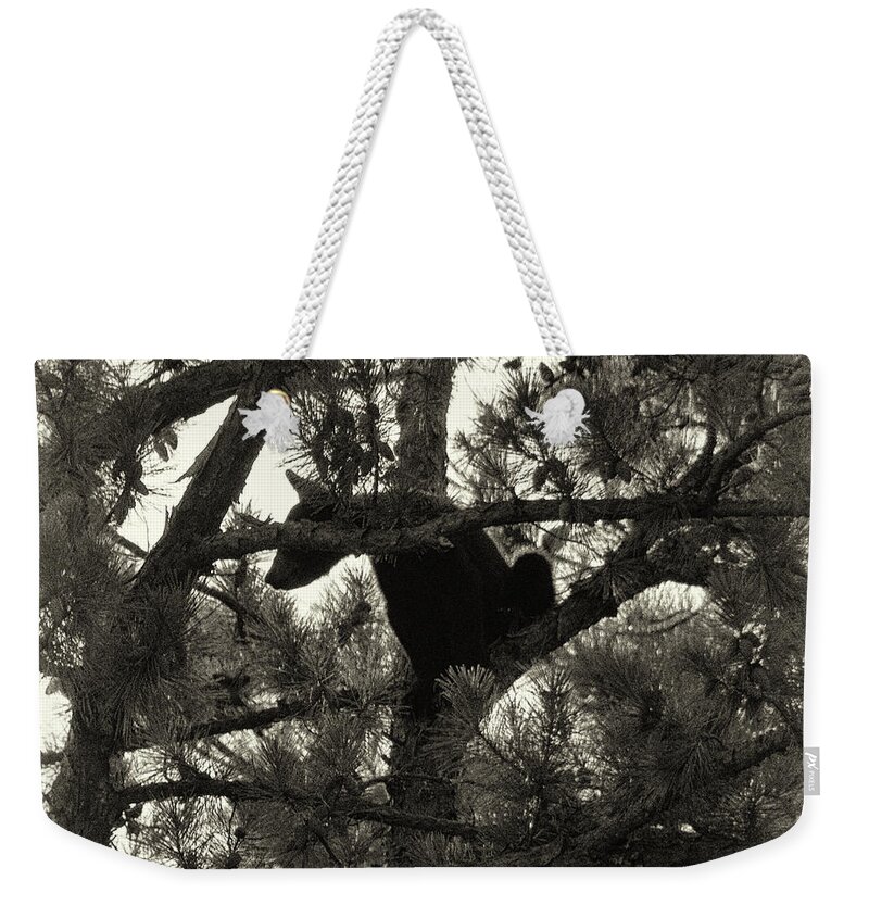 Bear Weekender Tote Bag featuring the photograph Climbing Bear 4 by Phil Perkins