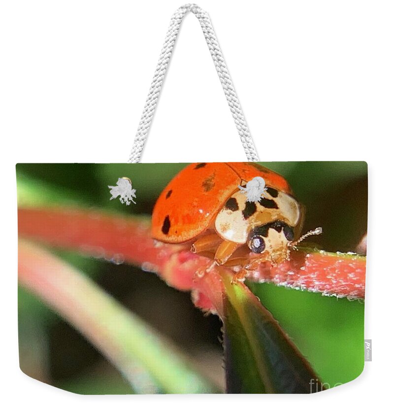 Beetle Weekender Tote Bag featuring the photograph Climbing Beetle by Catherine Wilson
