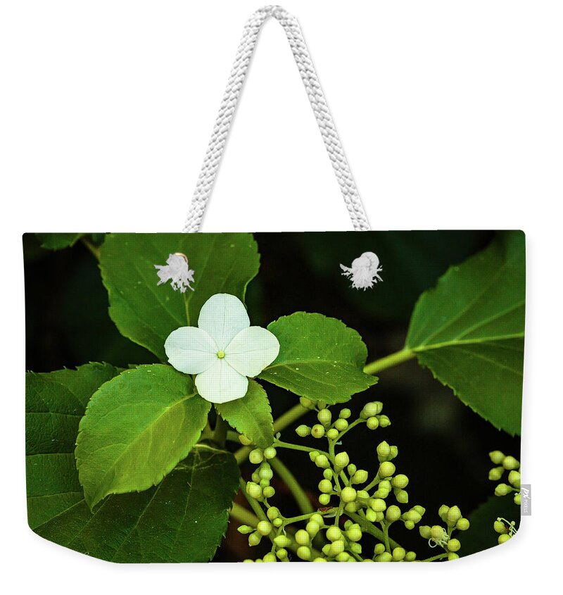Flowers Weekender Tote Bag featuring the photograph Climbing Hydrangea by David Lee