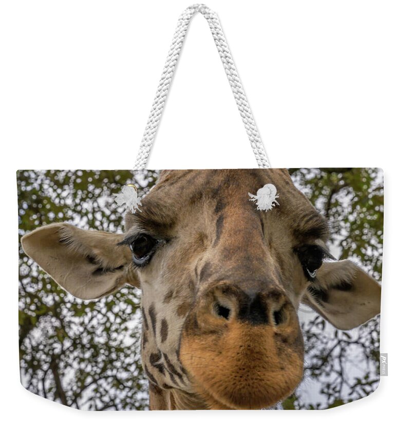 Africa Weekender Tote Bag featuring the photograph Close Up of a Giraffe by Laura Hedien