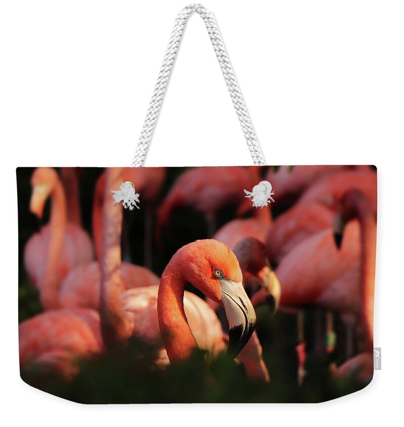 American Flamingo Weekender Tote Bag featuring the photograph Head american flamingo, Phoenicopterus ruber, from bushes by Vaclav Sonnek