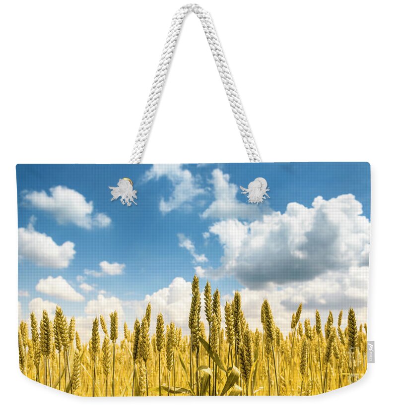 Wheat Weekender Tote Bag featuring the photograph Closeup of golden wheat ears in field in summer season by Jelena Jovanovic