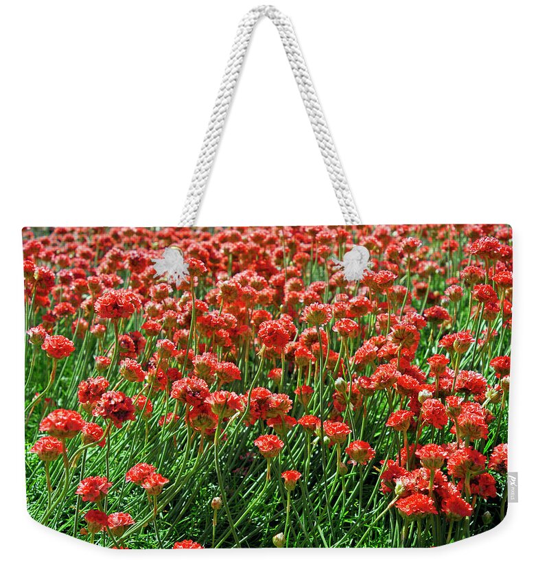 Sunny Weekender Tote Bag featuring the photograph Closeup Of Red Flower Field Background by Severija Kirilovaite