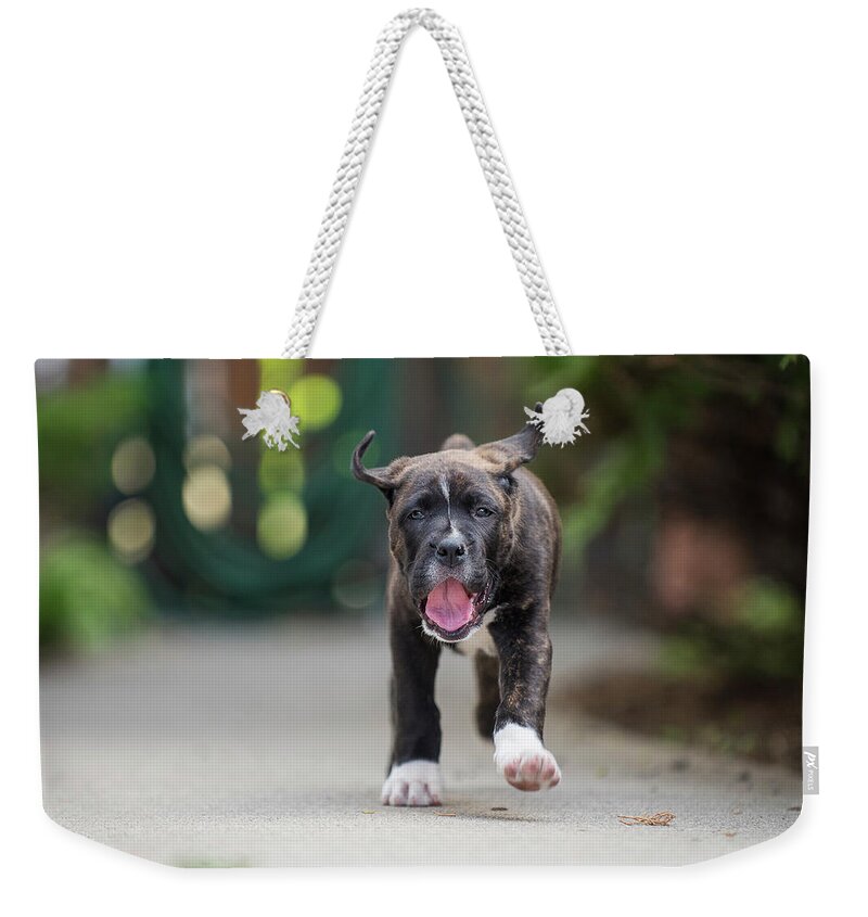 Puppy Weekender Tote Bag featuring the photograph Coleman by Bill Cubitt