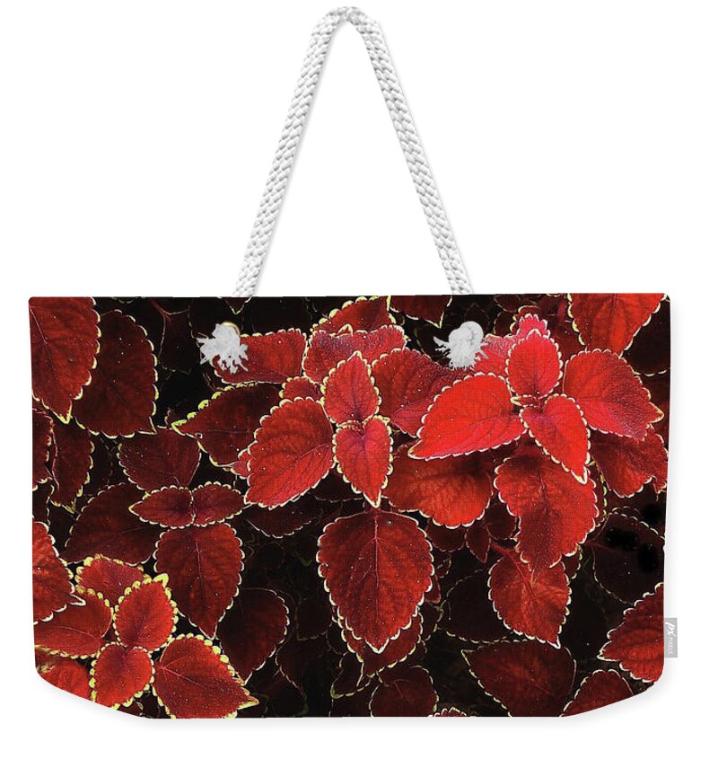 Coleus Weekender Tote Bag featuring the photograph Coleus by Jessica Jenney