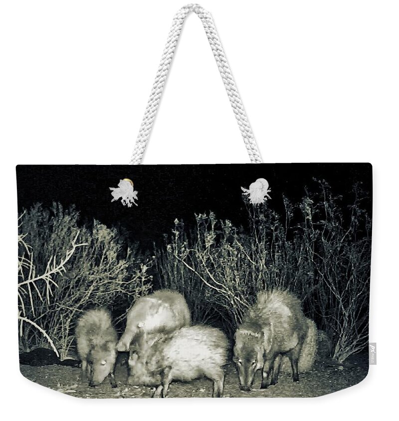Animals Weekender Tote Bag featuring the photograph Collared Peccary or Javelina Herd at Night by Judy Kennedy