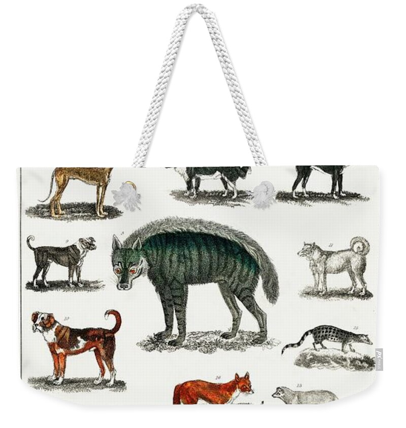 Collection of animals in the canine and feline family from A history of the  earth and animated natur Weekender Tote Bag by Shop Ability - Pixels