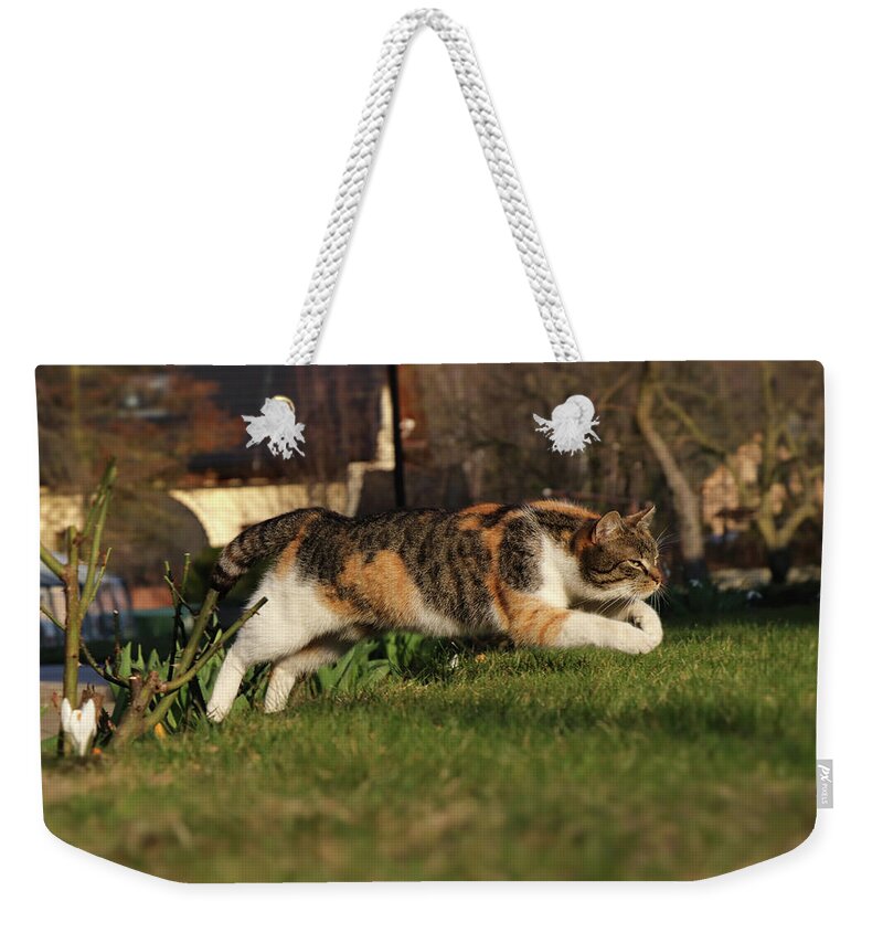 Liza Weekender Tote Bag featuring the photograph Colored domestic cat jumps over bed of roses by Vaclav Sonnek