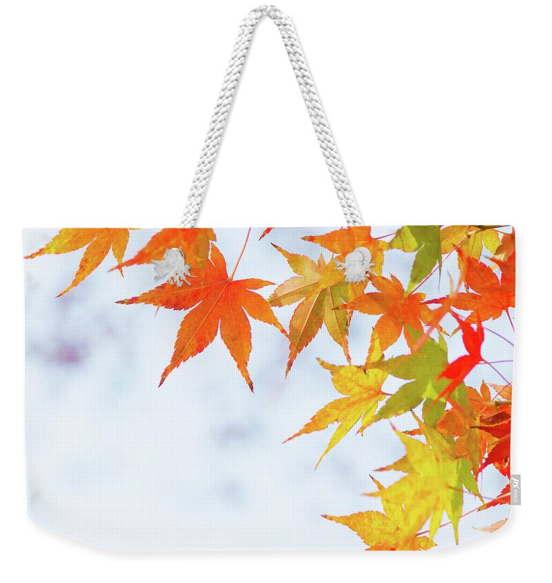 Acer Weekender Tote Bag featuring the photograph Colorful maple leaves on branch, square crop by Viktor Wallon-Hars