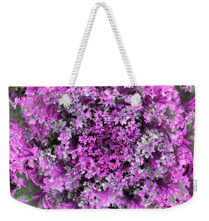 Cabbage Weekender Tote Bag featuring the photograph Colourful Ornamental Cabbage by Tim Gainey