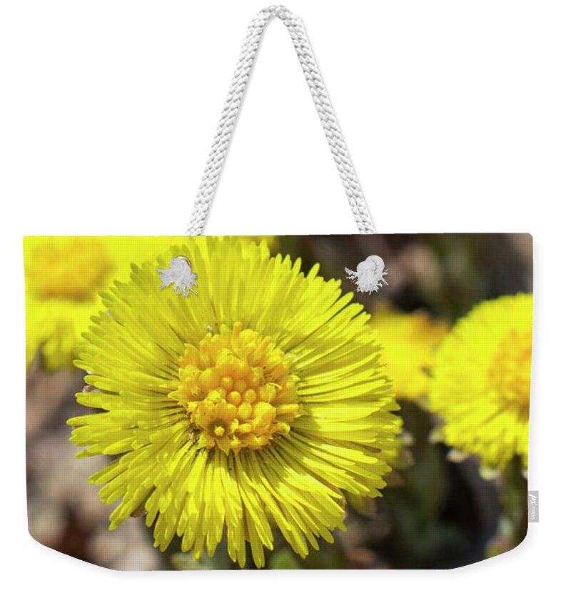 Yellow Flower Weekender Tote Bag featuring the photograph Coltsfoot Flowers by Christina Rollo