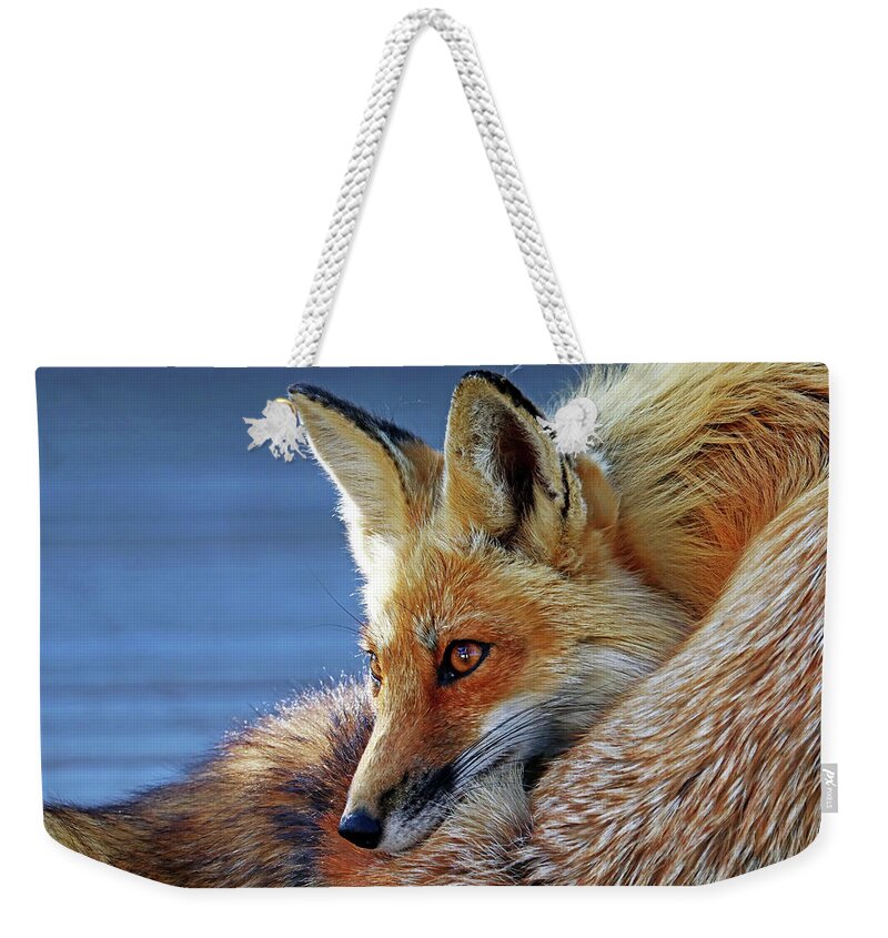 Fox Weekender Tote Bag featuring the photograph Comfy Fox by Debbie Oppermann