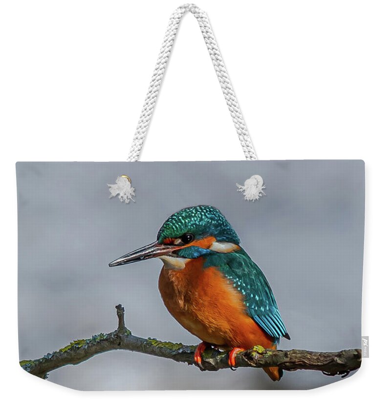 Kingfisher Weekender Tote Bag featuring the photograph Common Kingfisher, Acedo Atthis, Sits On Tree Branch Watching For Fish by Andreas Berthold
