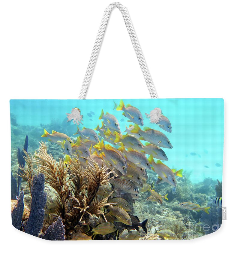 Underwater Weekender Tote Bag featuring the photograph Conch Pillars 3 by Daryl Duda
