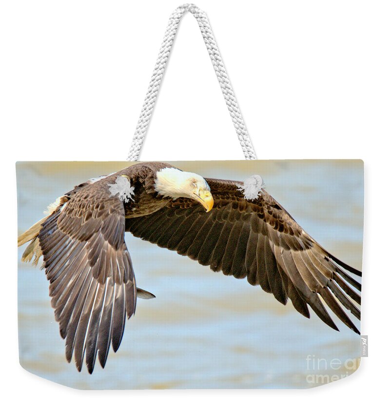 Conowingo Weekender Tote Bag featuring the photograph Conowingo Dam Eagle Hovering Crop by Adam Jewell