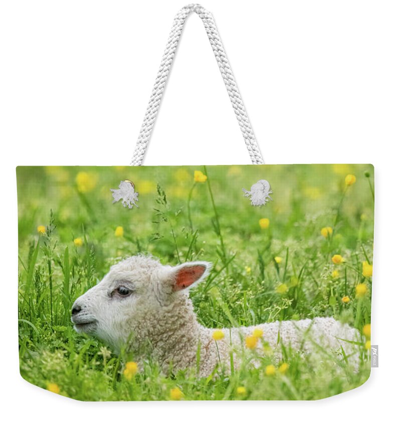 Lamb Weekender Tote Bag featuring the photograph Content Repose by Rachel Morrison