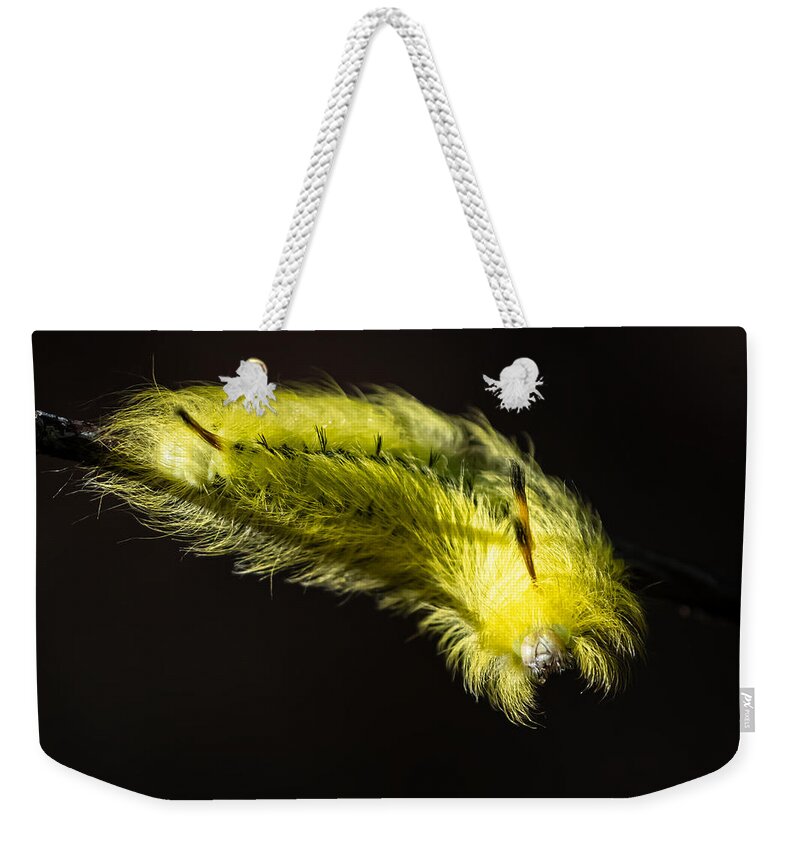 Caterpillar Weekender Tote Bag featuring the photograph Cool Caterpillar by Linda Bonaccorsi