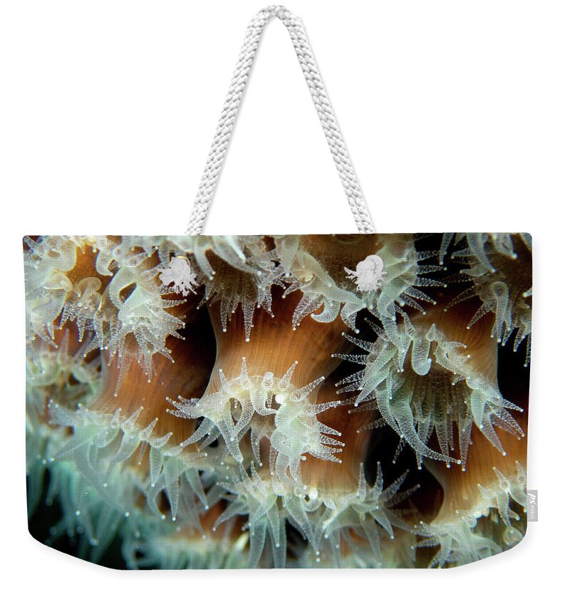 Coral Weekender Tote Bag featuring the photograph Coral close-up by Brian Weber