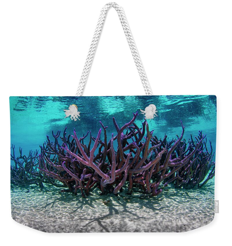 Coral Weekender Tote Bag featuring the photograph Coral Reef 3 by Tanya G Burnett