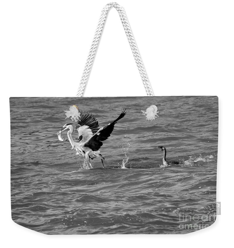 Conowingo Weekender Tote Bag featuring the photograph Cormorant Chasing A Heron With A Fish Black And White by Adam Jewell