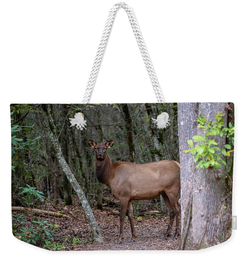 Great Smoky Mountains National Park Weekender Tote Bag featuring the photograph Cow Elk in the GSMNP by Robert J Wagner