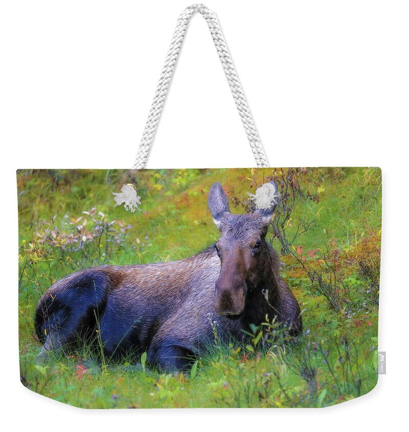 Cow Moose In Field Weekender Tote Bag featuring the photograph Cow Moose In Field by Dan Sproul
