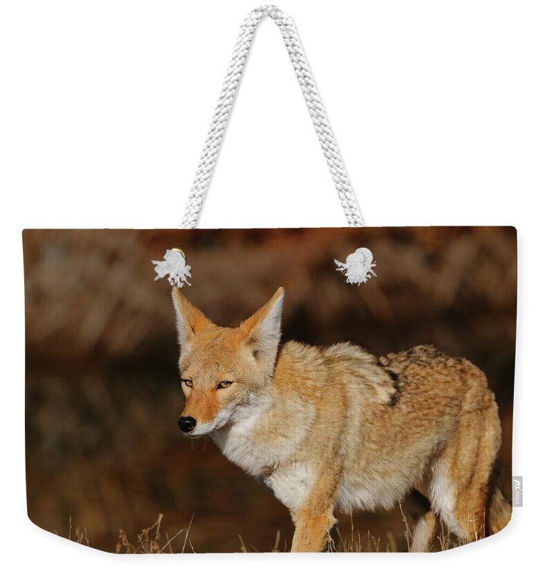 Coyote Weekender Tote Bag featuring the photograph Coyote by Gary Langley
