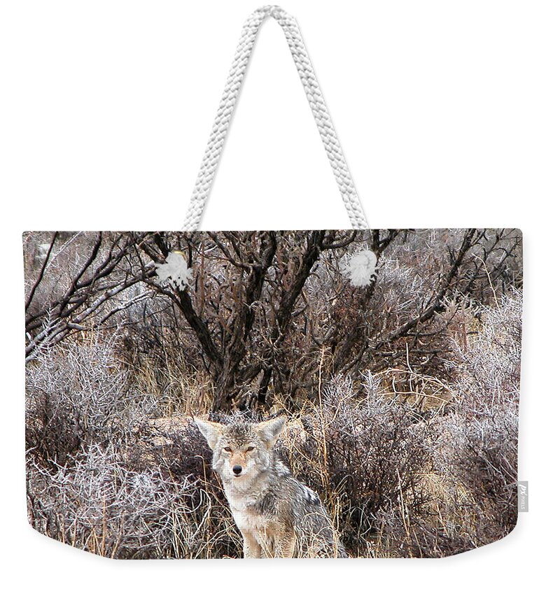 Coyote Weekender Tote Bag featuring the photograph Coyote by Perry Hoffman