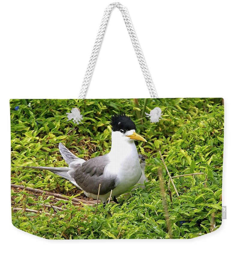 Australia Weekender Tote Bag featuring the photograph Crested Tern and Chick, Australia by Steven Ralser