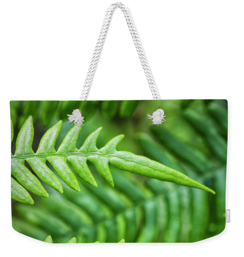 Fern Weekender Tote Bag featuring the photograph Croatan Forest Fern in May by Bob Decker