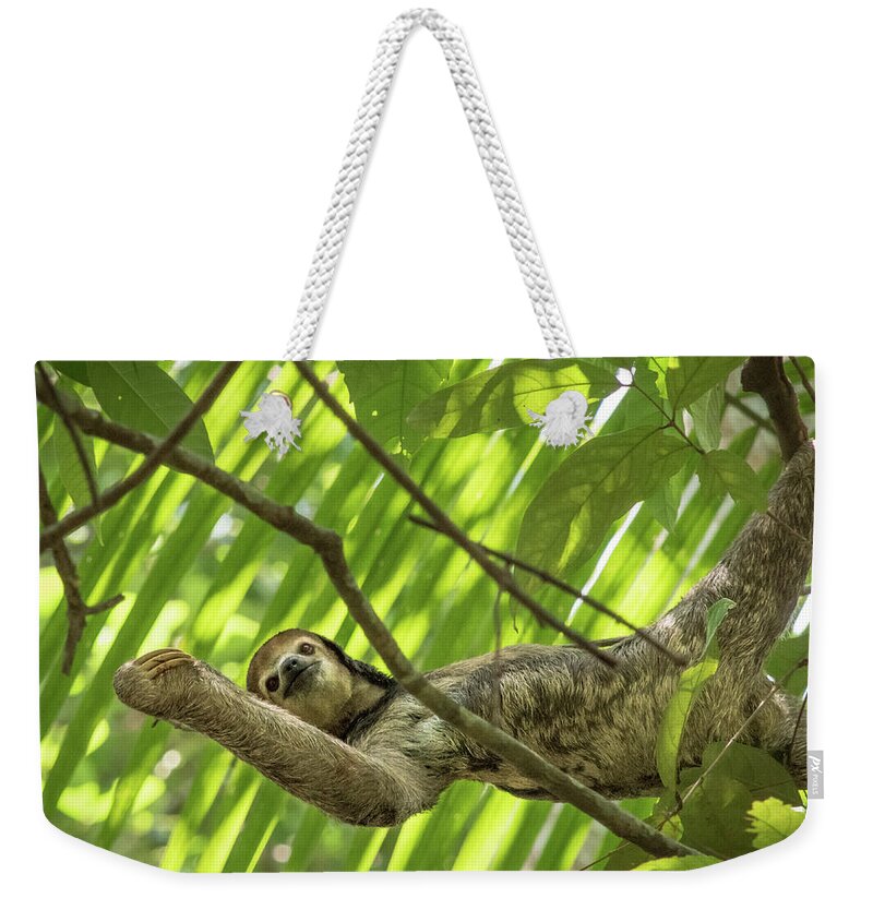 Sloth Weekender Tote Bag featuring the photograph Caution, Slow Movers Ahead by Linda Villers
