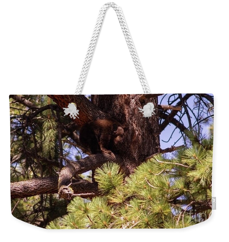 Wildlife Weekender Tote Bag featuring the photograph cub in El Dorado National Forest, California, U.S.A.-5 by PROMedias US