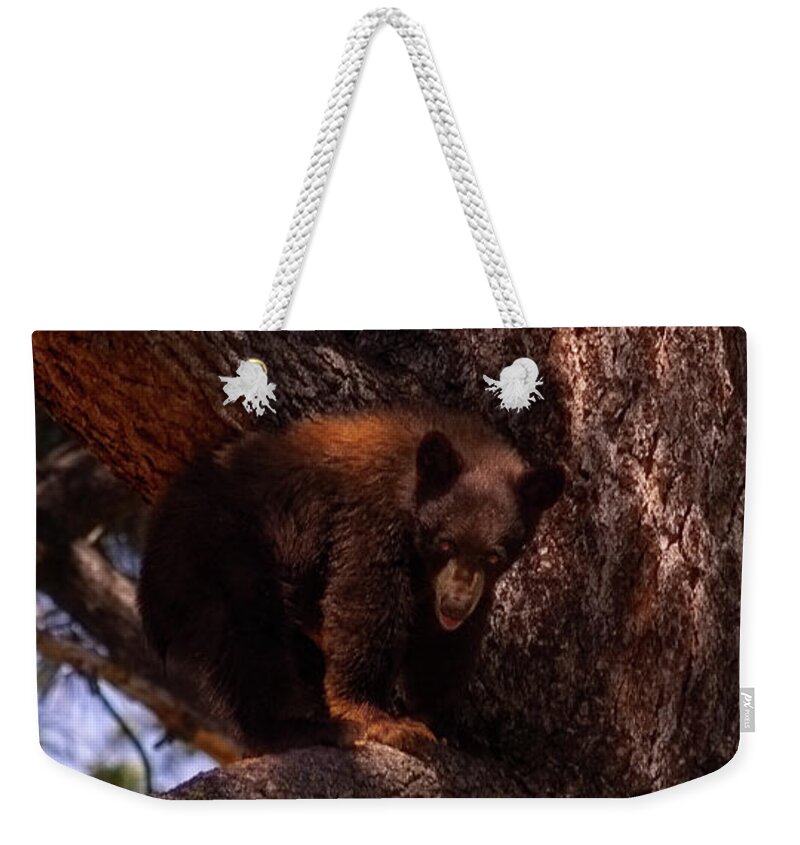 Wildlife Weekender Tote Bag featuring the photograph cub with tongue out, El Dorado National Forest, California, U.S.A. by PROMedias US