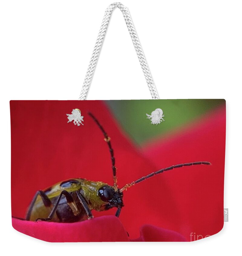 Beetle Weekender Tote Bag featuring the photograph Cucumber Beetle 3 by Catherine Wilson