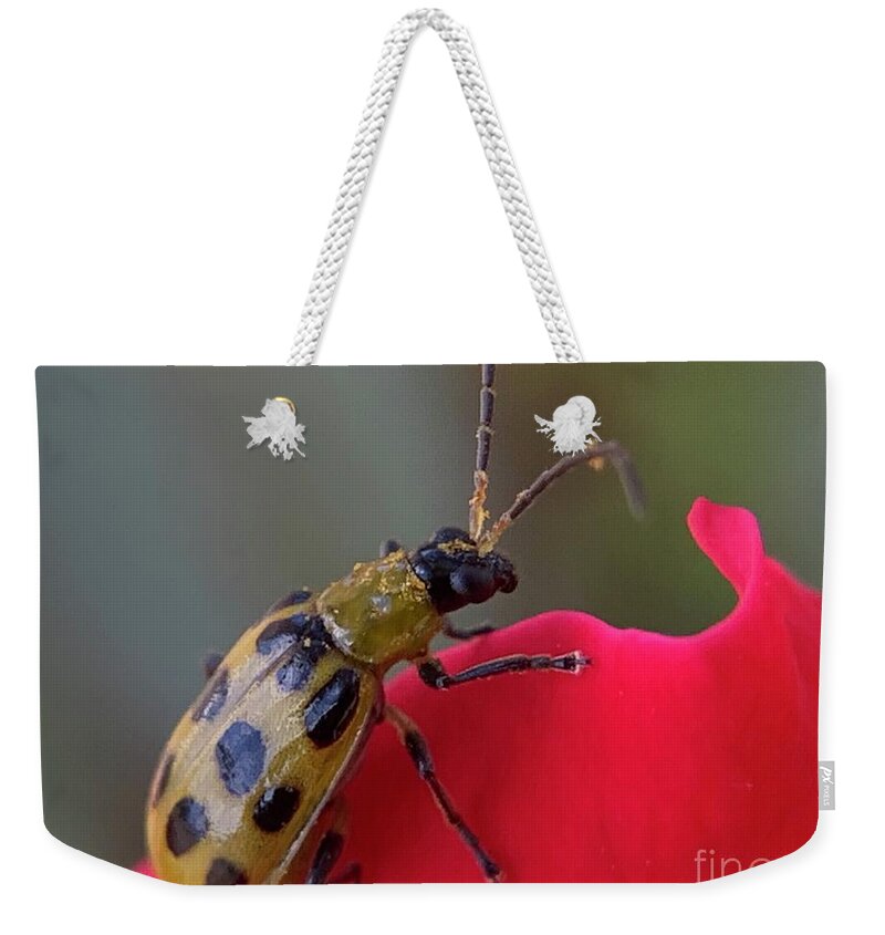 Beetle Weekender Tote Bag featuring the photograph Cucumber Beetle by Catherine Wilson