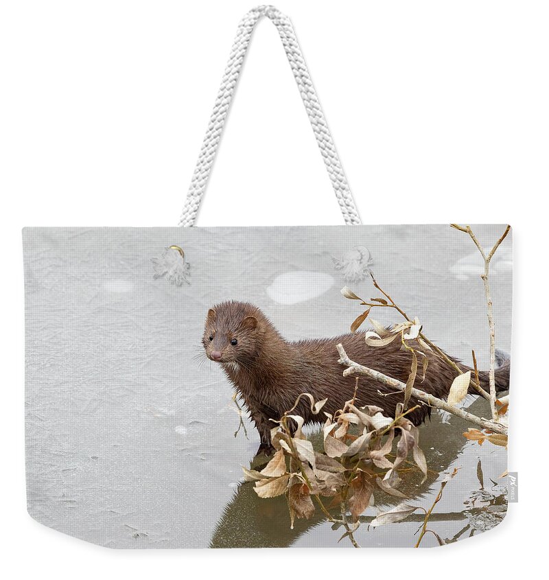 Mink Weekender Tote Bag featuring the photograph Curious American Mink on a Frozen Creek by Tony Hake