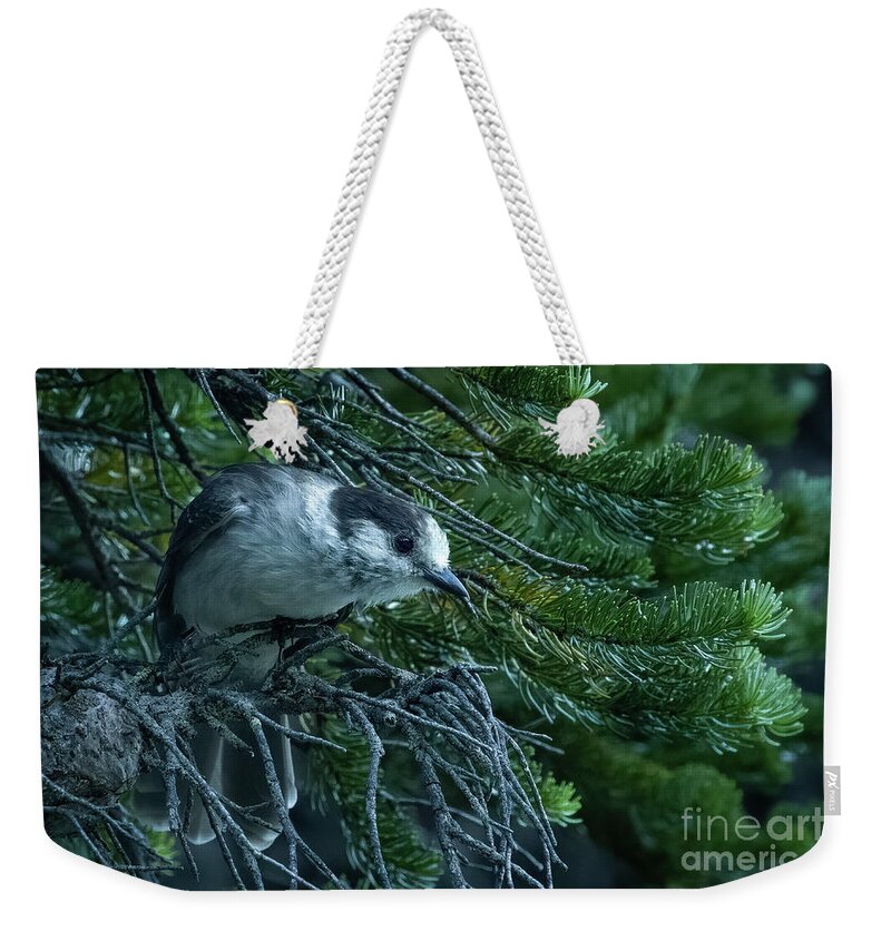 Canada Jay Weekender Tote Bag featuring the photograph Curious Canada Jay by Nancy Gleason